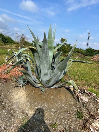 アガベ　アメリカーナ　巨大株