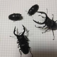 ノコギリクワガタの画像
