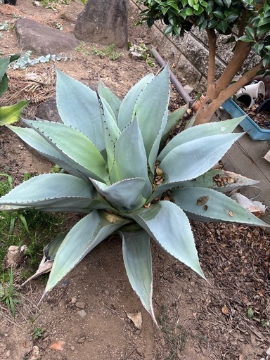 アガベ　オバティフォリア　巨大株