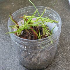 ワケギ植え付け用　の画像