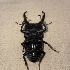 パラワンオオヒラタクワガタペア
の画像