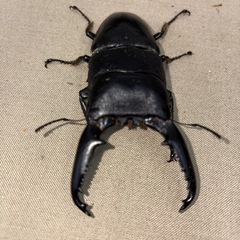 パラワンオオヒラタクワガタペア
の画像