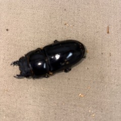 パラワンオオヒラタクワガタペア
の画像