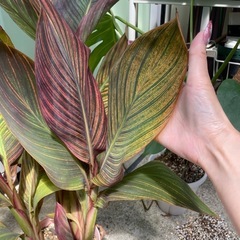 カンナターバン　鉢ごとお渡し　観葉植物　の画像