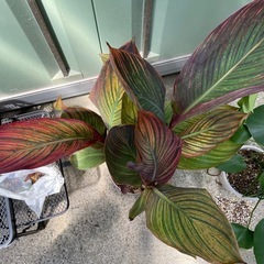 カンナターバン　鉢ごとお渡し　観葉植物　の画像