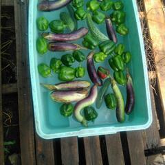 規格外野菜mixの画像