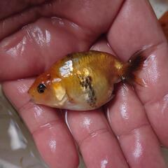 金魚 ドラゴンスケール蘭鋳×江戸錦F1 のモザイク透明鱗 江戸錦 桜錦 になりそう個体 舟整理の為約100匹 破格の6000円 1名様限り きんぎょ メダカ 水槽 水草 ビオトープの画像