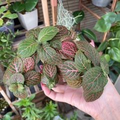 観葉植物　フィットニア　鉢ごとお渡しの画像