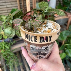 観葉植物　フィットニア　鉢ごとお渡しの画像