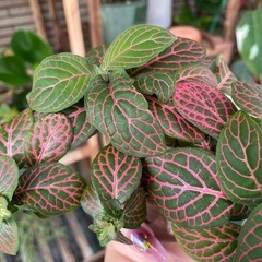 観葉植物　フィットニア　鉢ごとお渡しの画像