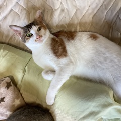 一人暮らしの高齢者が飼育している猫の里親探し