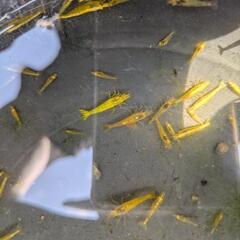 ゴールドストライプシュリンプ10匹の画像