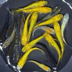 【現物】めだか　20匹+α ラメ系　ヒレ長系　ミックス　メダカ　稚魚〜若魚サイズの画像