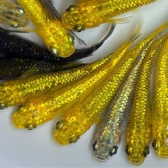 【現物】めだか　20匹+α ラメ系　ヒレ長系　ミックス　メダカ　稚魚〜若魚サイズの画像