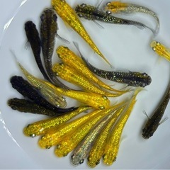 【現物】めだか　20匹+α ラメ系　ヒレ長系　ミックス　メダカ　稚魚〜若魚サイズの画像
