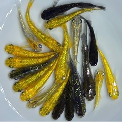 【現物】めだか　20匹+α ラメ系　ヒレ長系　ミックス　メダカ　稚魚〜若魚サイズの画像