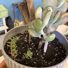 コレチドン・ｵﾙﾋﾞｷｭﾗｰﾀ（多肉植物）の画像
