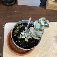 コレチドン・ｵﾙﾋﾞｷｭﾗｰﾀ（多肉植物）の画像