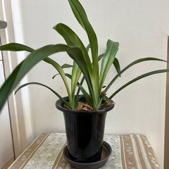 観葉植物　オモトの画像