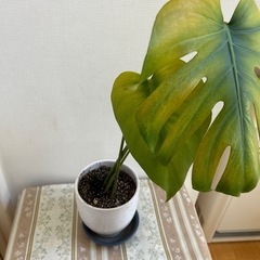 決まりました　モンステラの画像