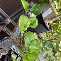 屋外バキバキ　ポトス　セット　マーブル柄？とハイブリッド？　観葉植物の画像
