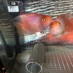 パロットファイヤーペア　熱帯魚　の画像