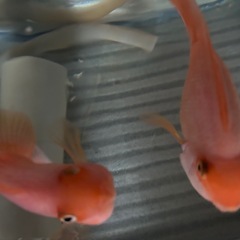 パロットファイヤーペア　熱帯魚　の画像