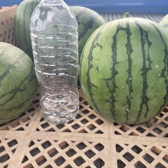 新鮮小玉すいかの画像