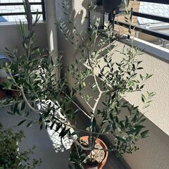 オリーブの木　9号鉢　3000円にての画像