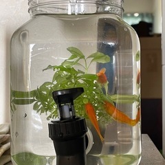 ボトルアクアリウムの画像