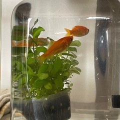 ボトルアクアリウムの画像