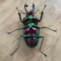 バンダイ　くわがた10 ニジイロの画像