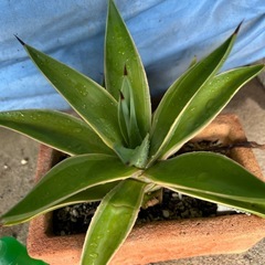 アガベ　陶器鉢入りの画像