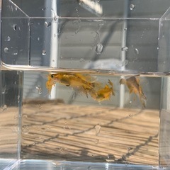 メダカ　竜章鳳姿　1ペアの画像