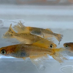 メダカ　竜章鳳姿　1ペアの画像