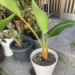 オーガスタ　観葉植物の画像
