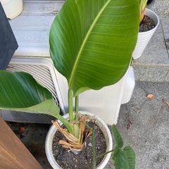 オーガスタ　観葉植物の画像