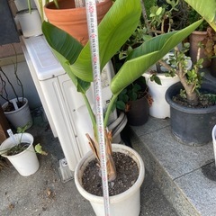 オーガスタ　観葉植物の画像