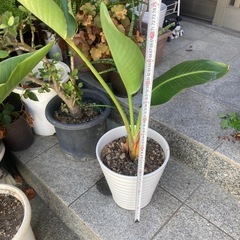 オーガスタ　観葉植物の画像