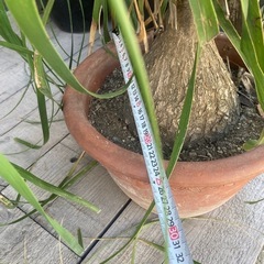 トックリラン　ポニーテール　観葉植物　ノリナ　の画像