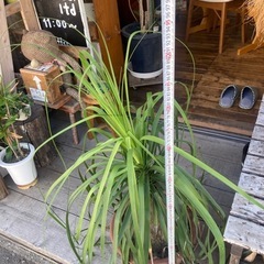 トックリラン　ポニーテール　観葉植物　ノリナ　の画像