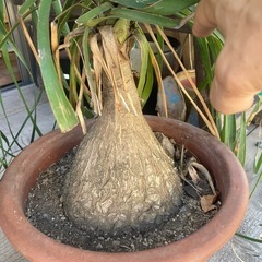 トックリラン　ポニーテール　観葉植物　ノリナ　の画像