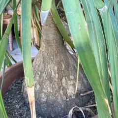 トックリラン　ポニーテール　観葉植物　ノリナ　の画像