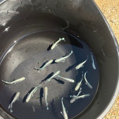 エメキン  16匹の画像