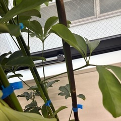 観葉植物🪴カポック（シェフレラ）の画像