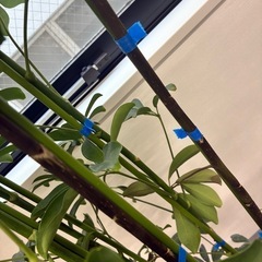 観葉植物🪴カポック（シェフレラ）の画像