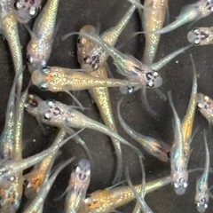 ９匹５００円〜　飼育終了　最終個体　夜桜メダカ　めだか　稚魚→幼魚サイズの画像