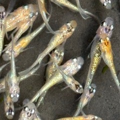 ９匹５００円〜　飼育終了　最終個体　夜桜メダカ　めだか　稚魚→幼魚サイズの画像