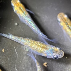 (伊勢宮メダカ)大虹オス２匹メス３匹の画像