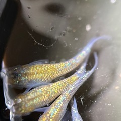 (伊勢宮メダカ)大虹オス２匹メス３匹の画像